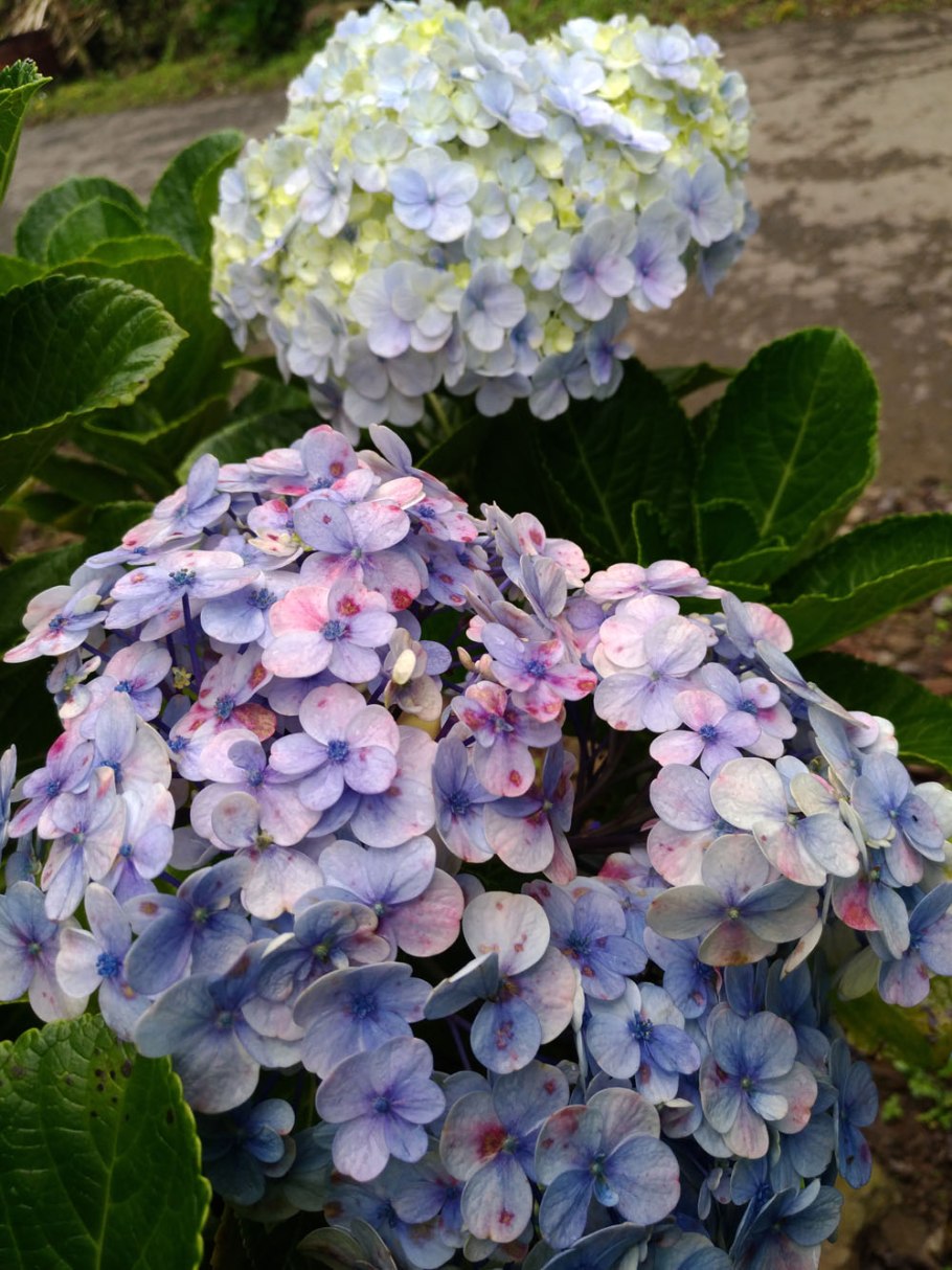 Гортензия метельчатая Роял Флауэр