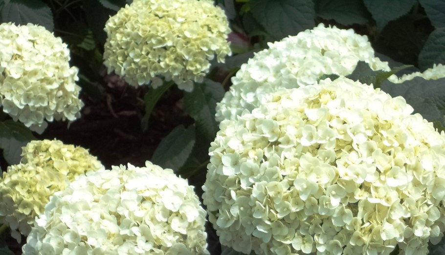 Гортензия древовидная аннабель