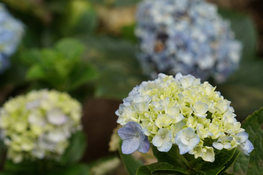 Гортензия Ruby Annabelle