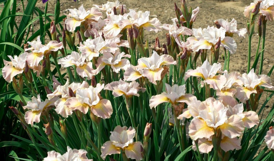 Ирис Сибирский Сноу куин