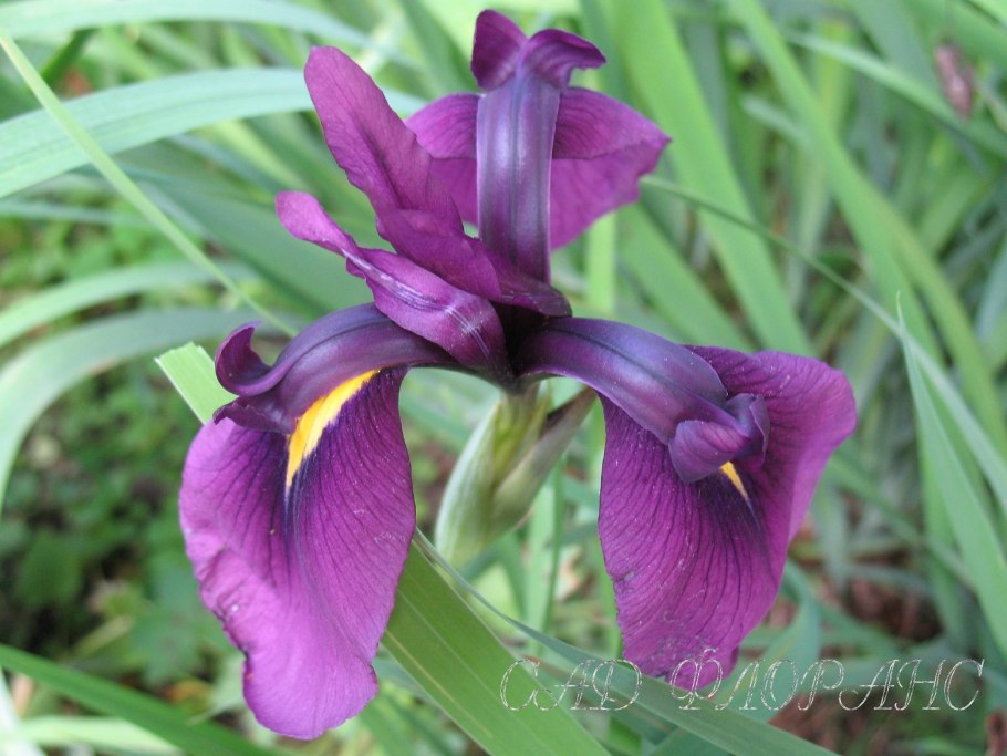 Ирис Сибирский i see Stars