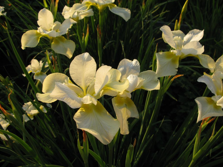 Ирис Сибирский Йеллоу Тейл