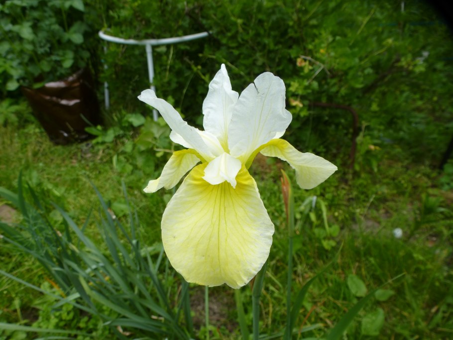 Ирис Сибирский Сноу Квин