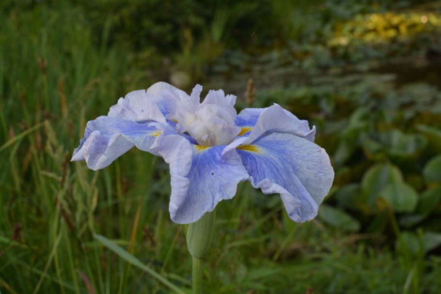 Ирис Распберри Свирл