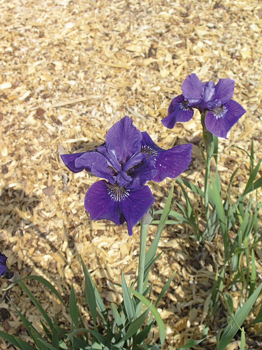 Ирис Касатик Сибирский