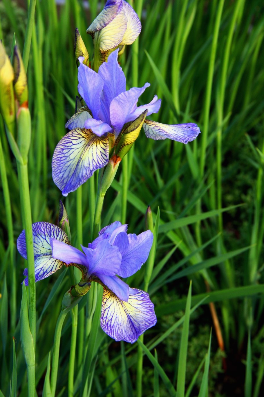 Ирис Ruffled Velvet