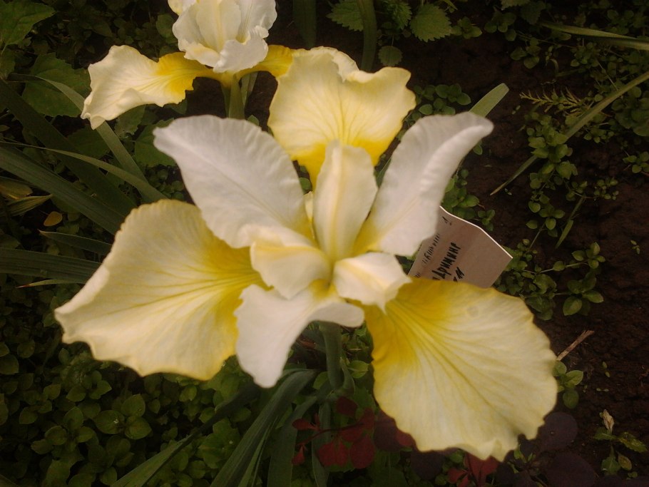 Сибирский Ирис Sandy River Belle