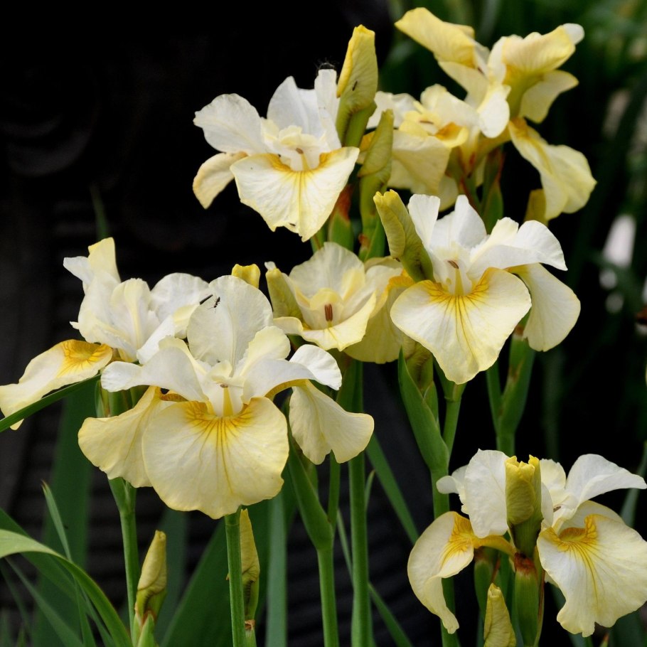 Ирис Сибирский Йеллоу Тейл