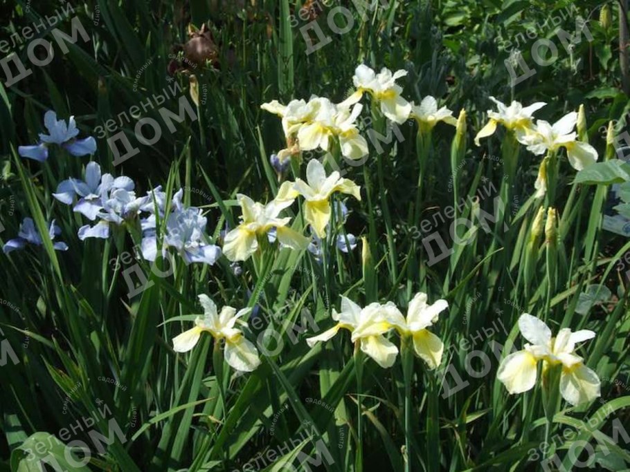 Ирис Сибирский Блю Кинг