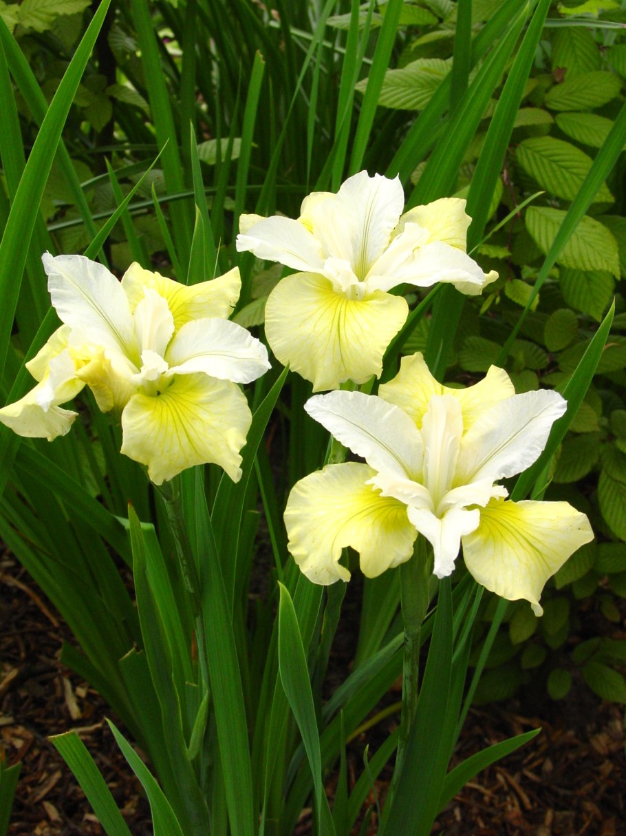 Ирис Сибирский Moon Silk