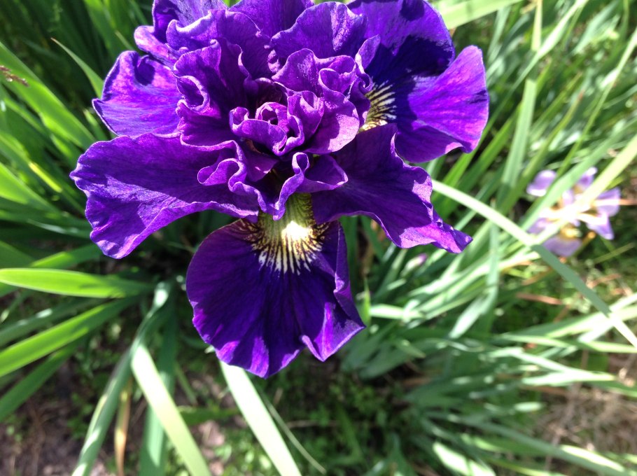 Ирис Сибирский "Moon Silk" (Iris sibirica)