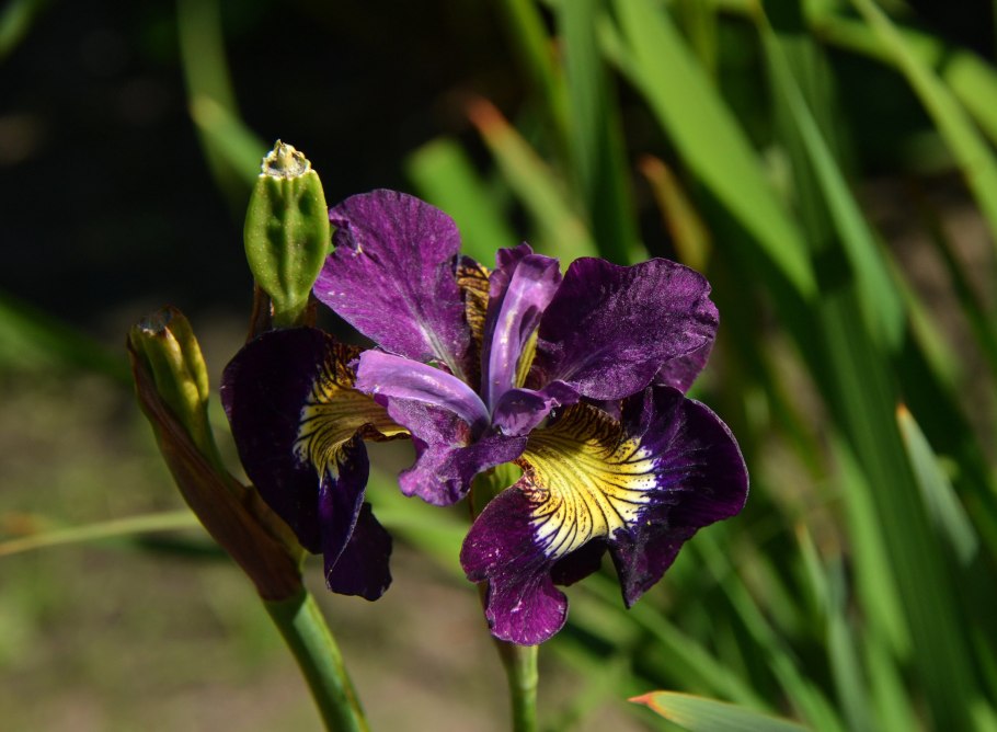 Ирис сибирский iris sibirica
