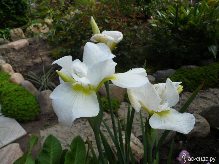 Ирис Мун Силк