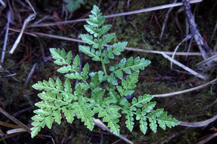 Гроздовник многораздельный