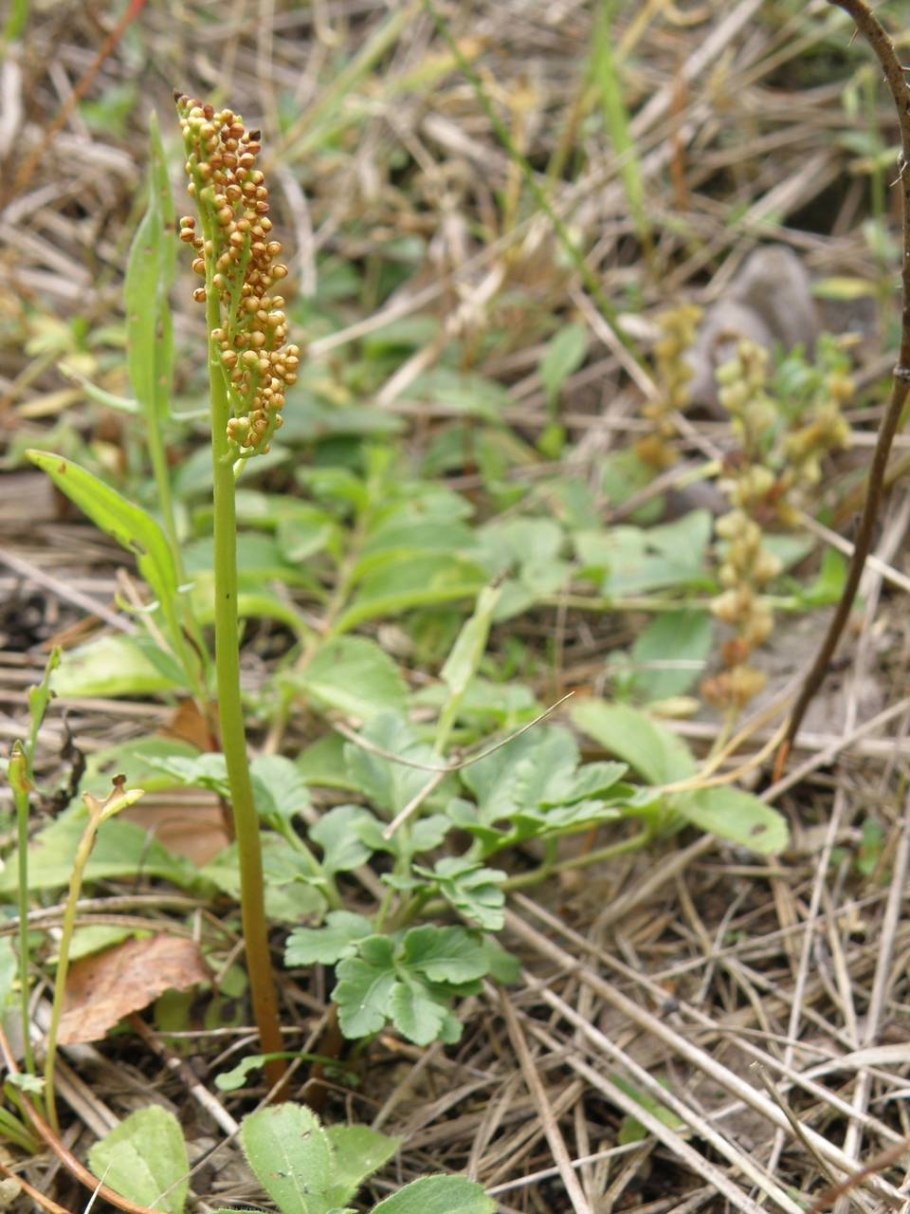 Растение Курильских островов с листьями тысячелистника