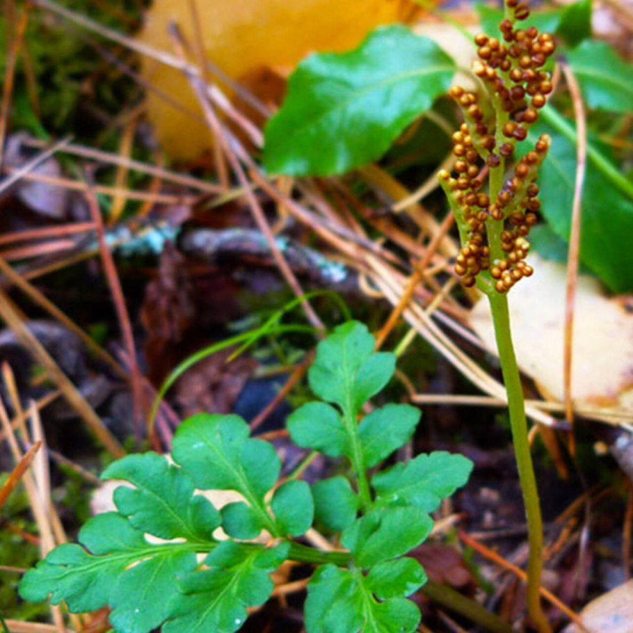 Папоротник гроздовник
