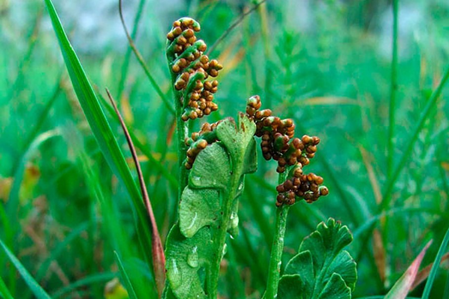 Гроздовник полулунный