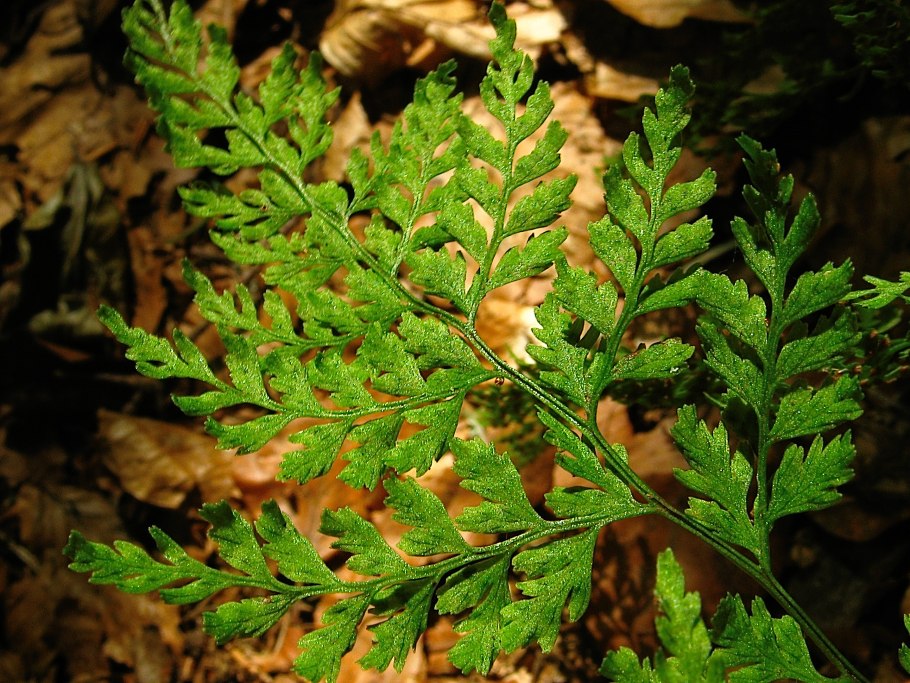 Гроздовник виргинский