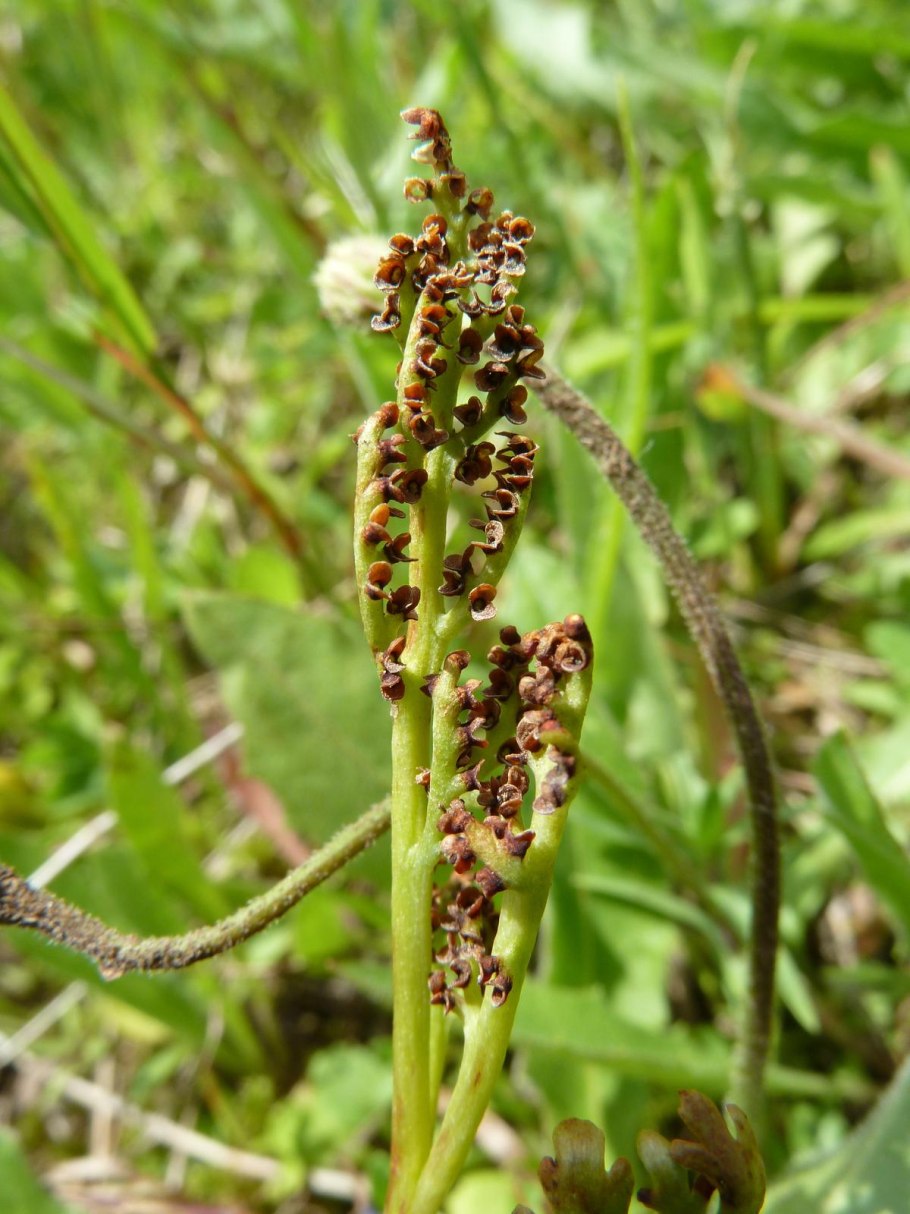 Гроздовник многораздельный Псковская область