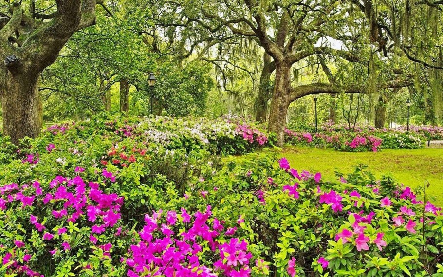 Древовидная Лиана Глициния