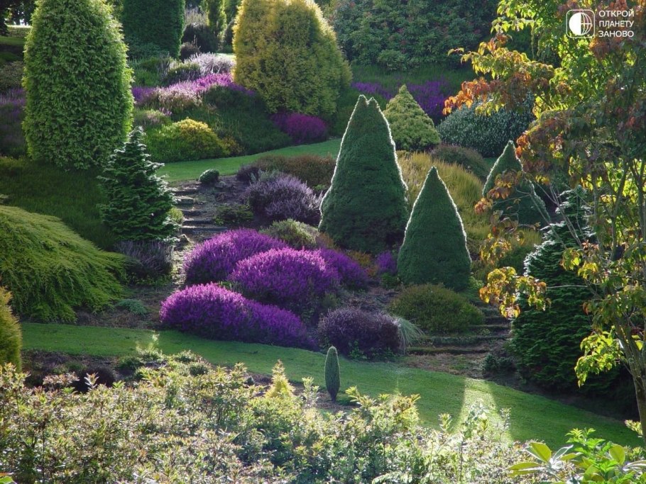 Глициния гунби