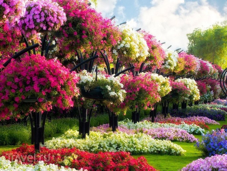 Лес глицинии