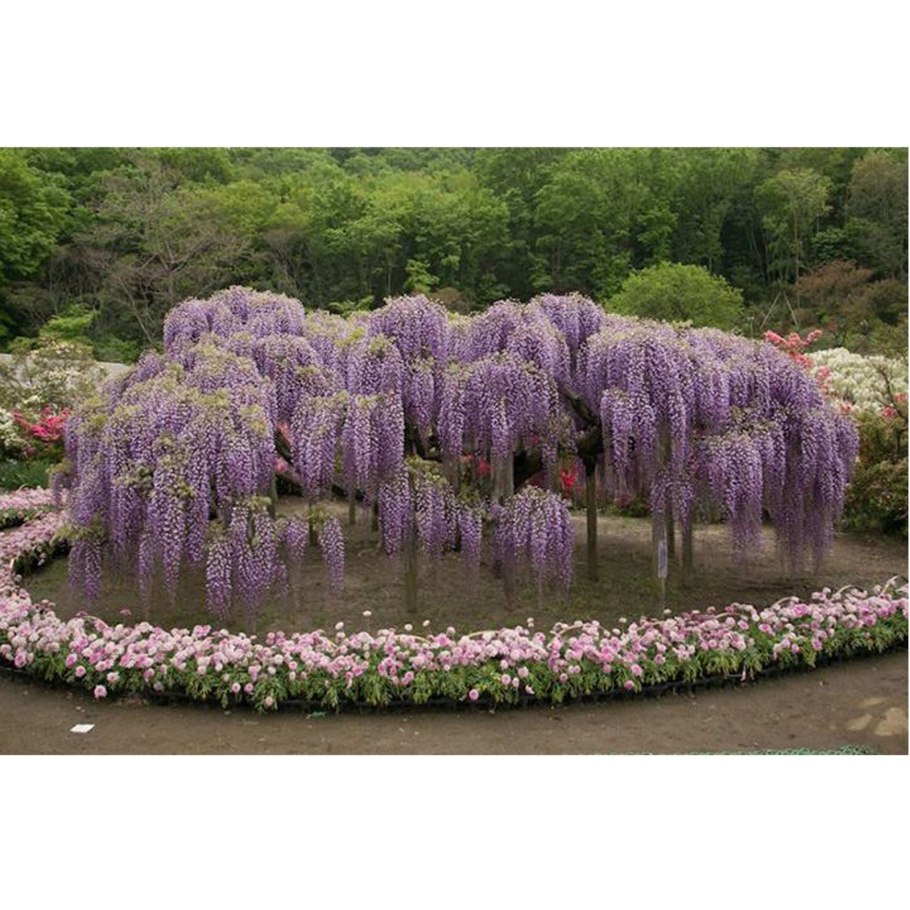 Растения в парке