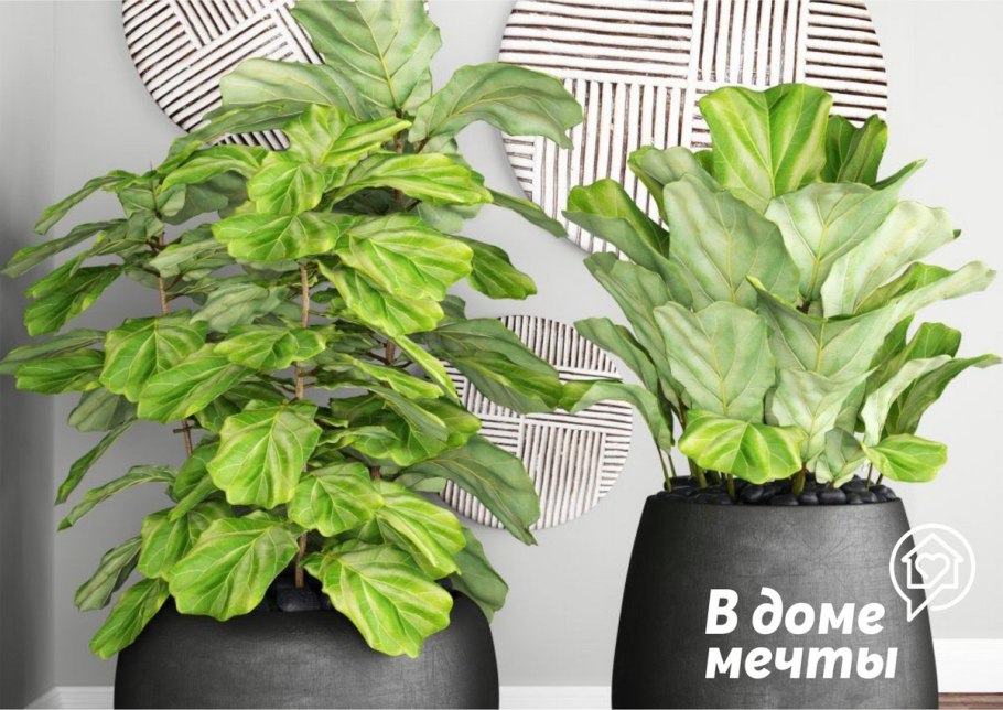 Горшок для Юкки комнатной