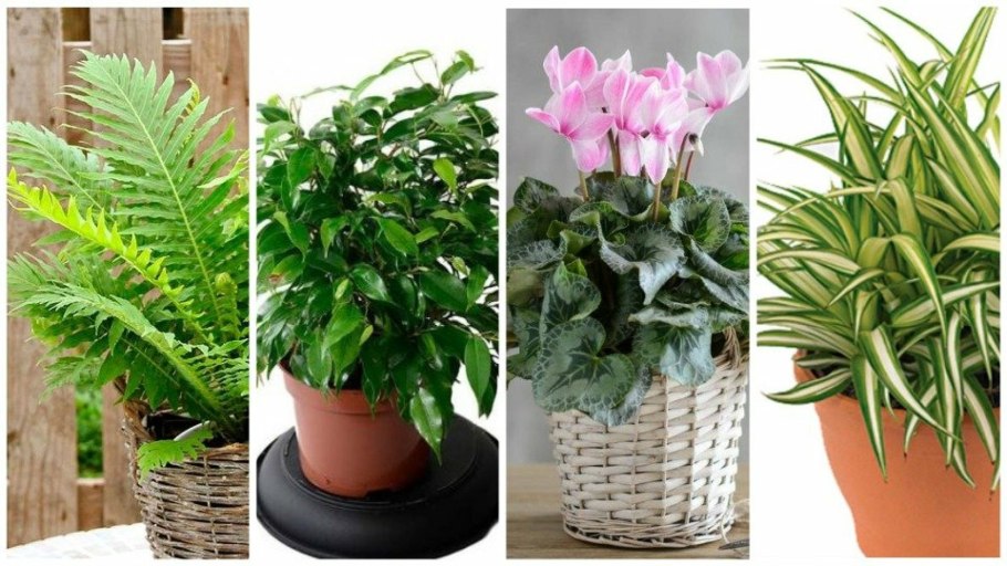Houseplants цветок