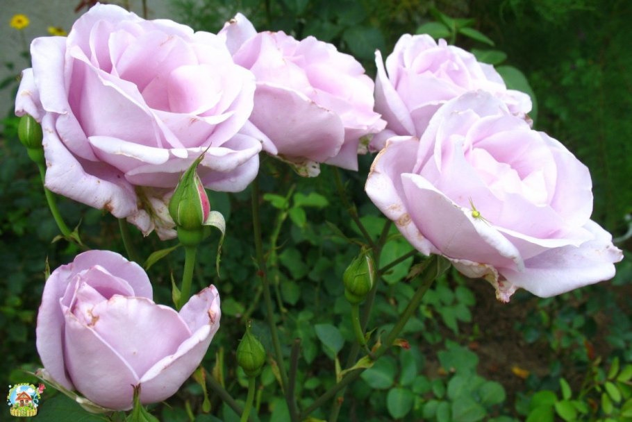 Роза чайно-гибридная Майнцер Фастнахт