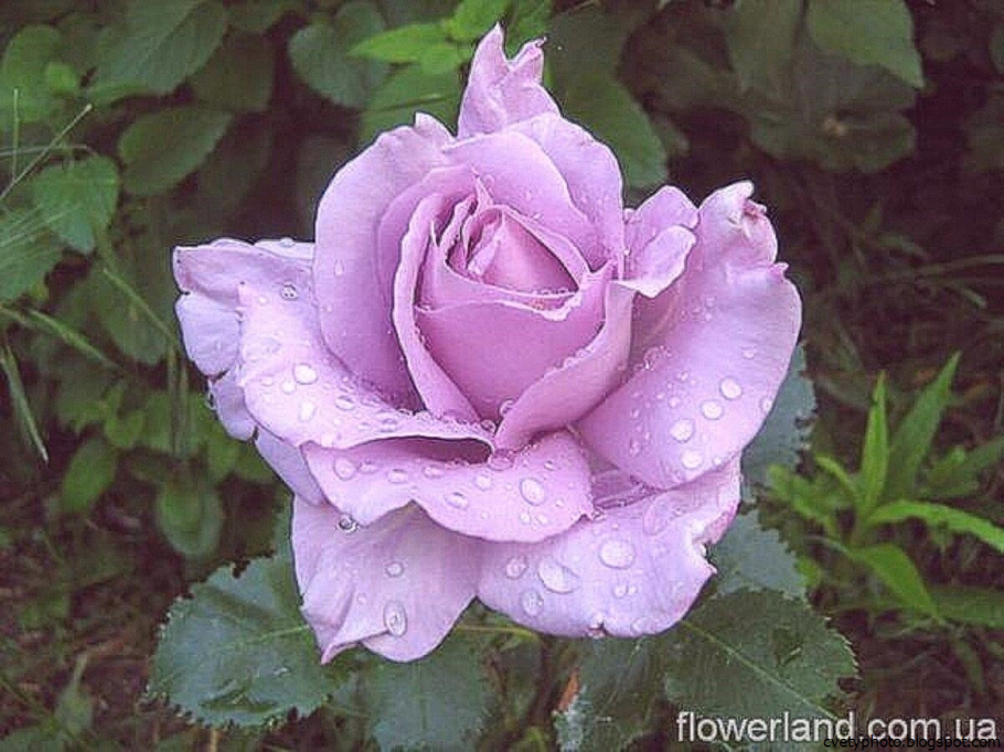 Роза Майнцер Фастнахт