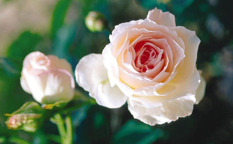 Роза кул Ватер