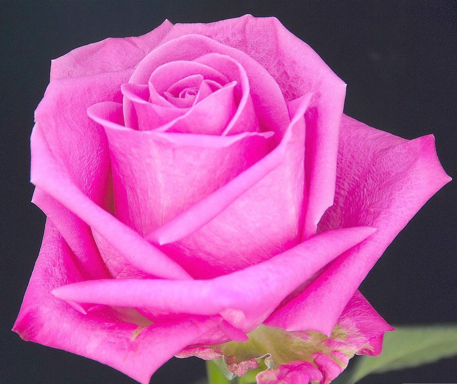 Роза чайно-гибридная Майнзер Фастнахт