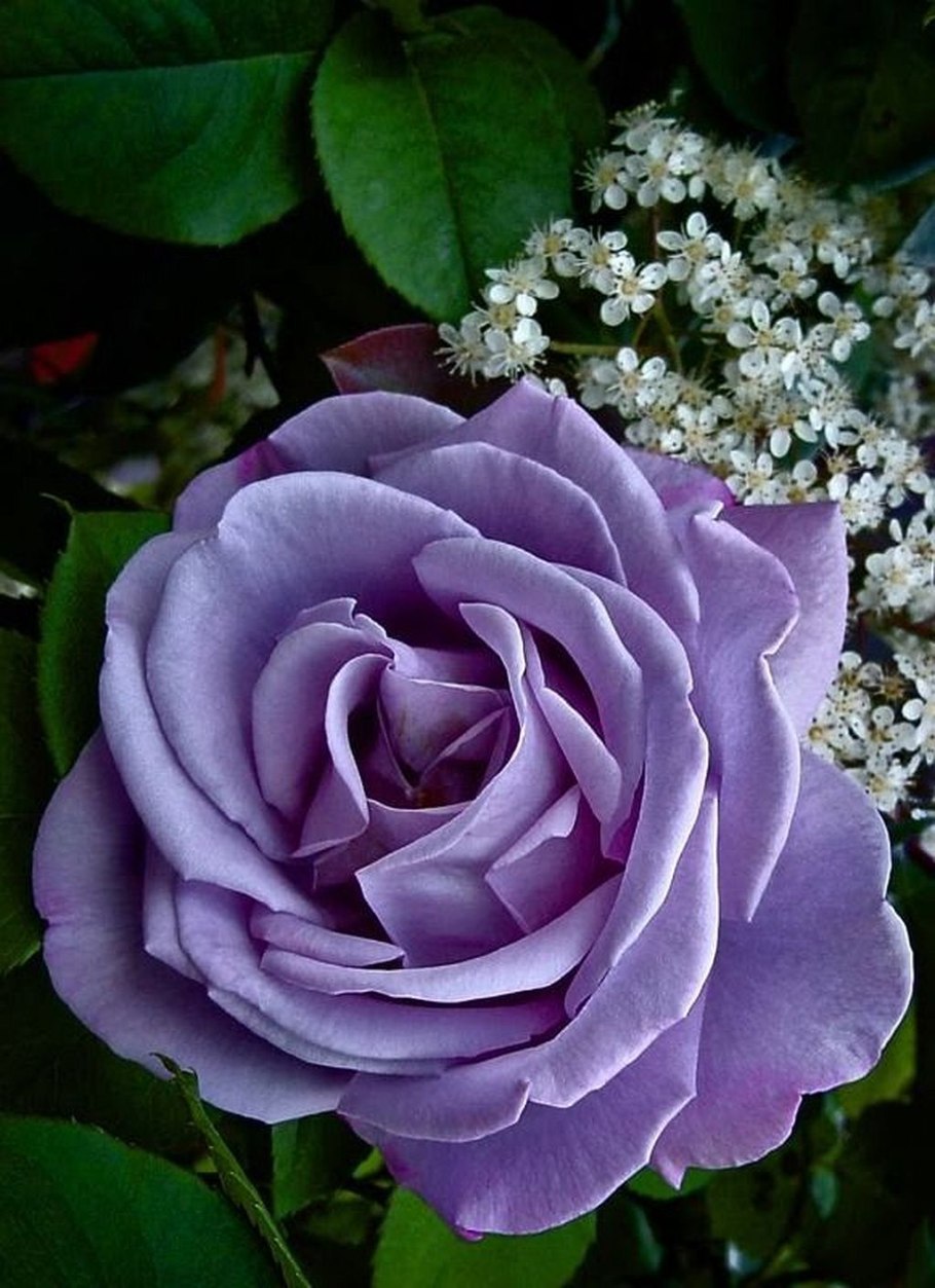 Сорт розы майзер