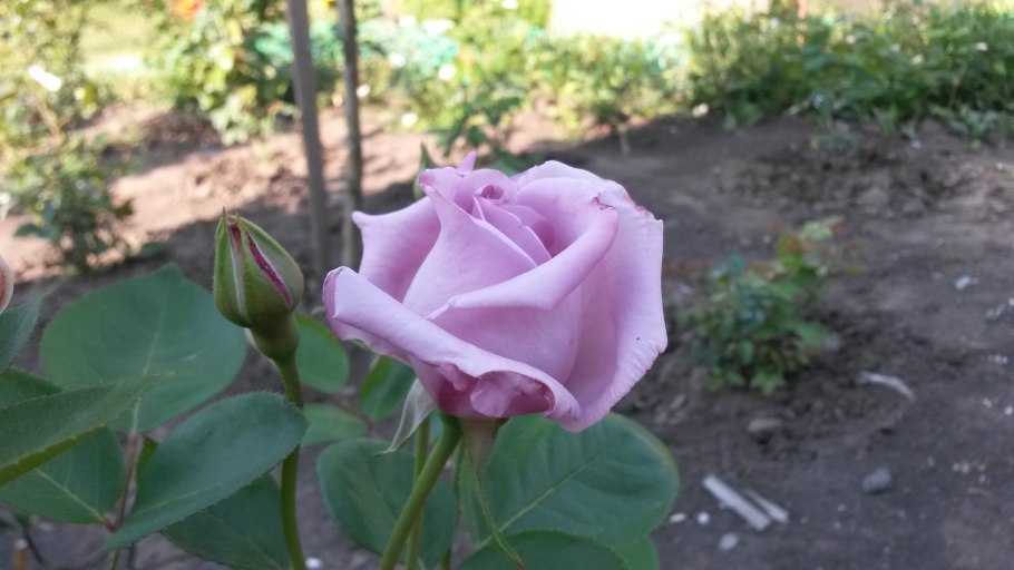 Роза чайно-гибридная Блю