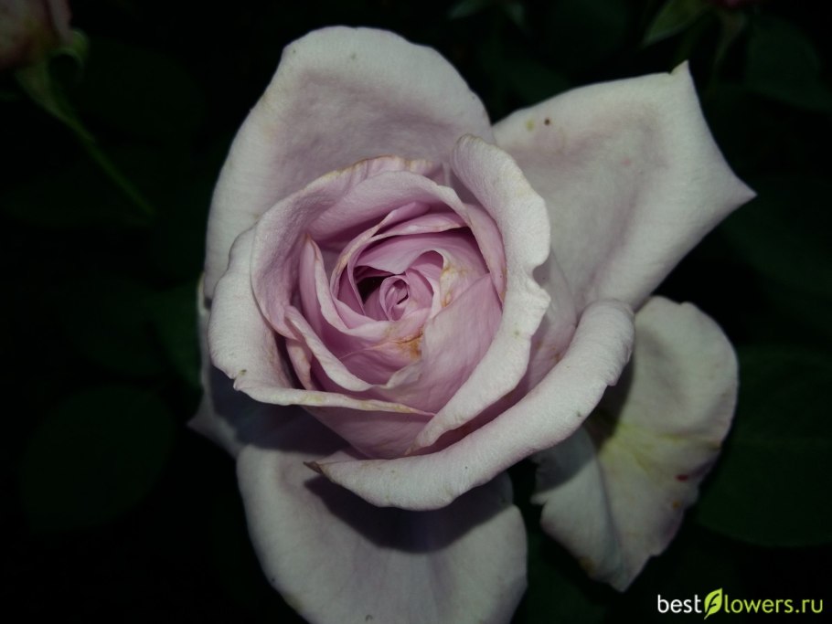 Роза плетистая Блю Мун