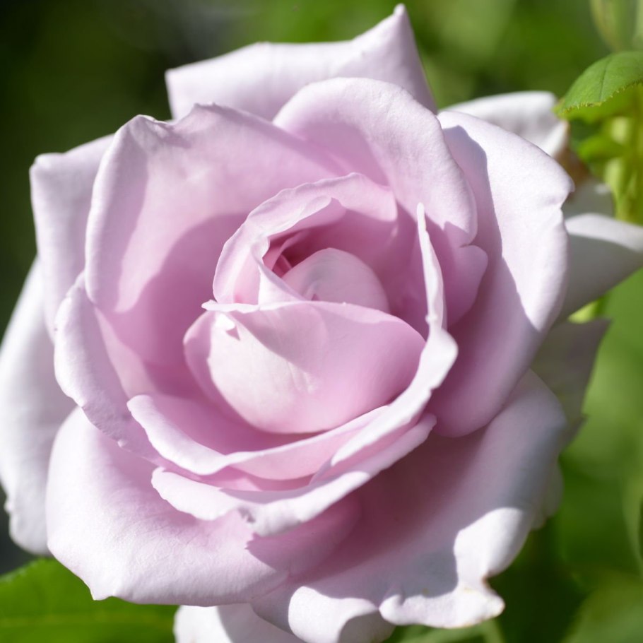 Роза Майнцер Фастнахт