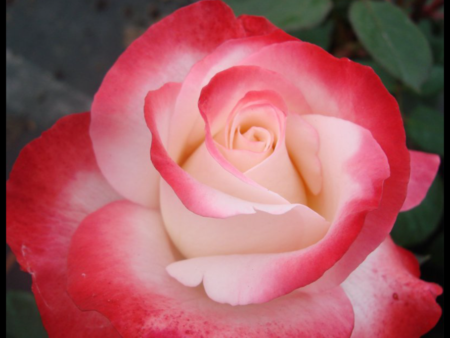 Чайно-гибридная Вальц тайм