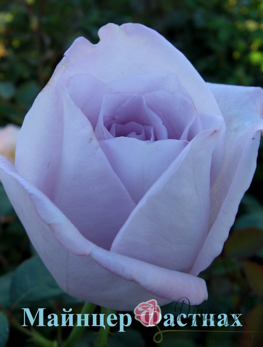 Роза флорибунда Эбб Тайд