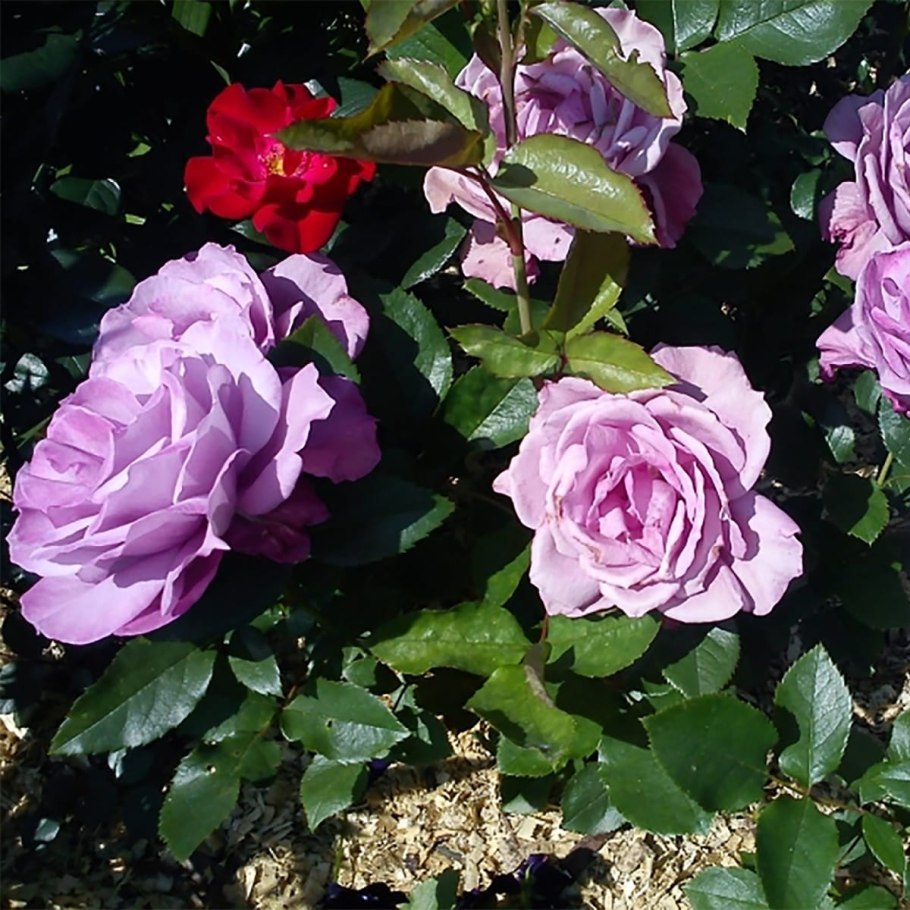 Роза соулмейт / Soulmate