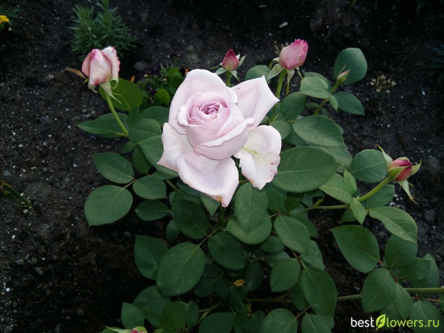 Роза чайно-гибридная си-си