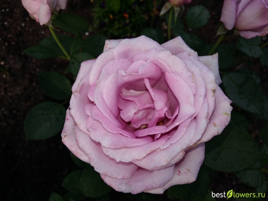 Роза чайно-гибридная Mainzer Fastnacht