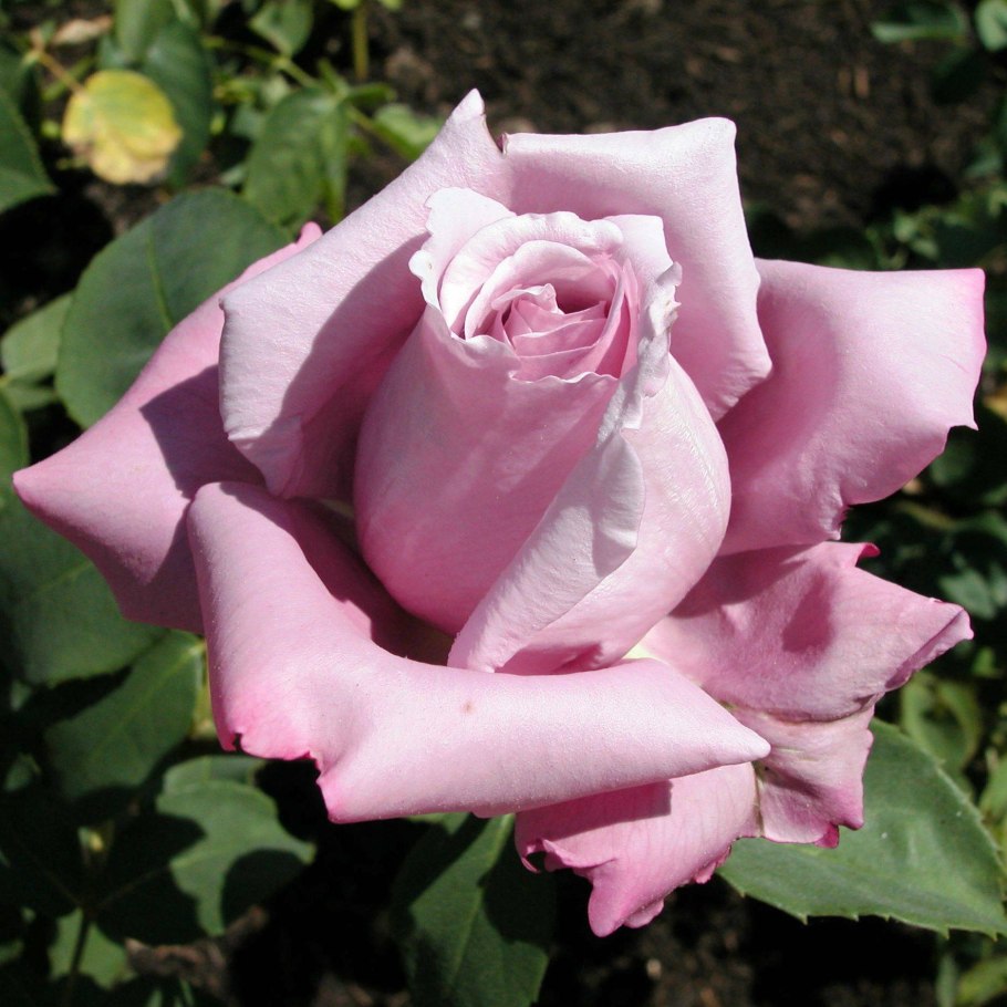 Роза Майнцер