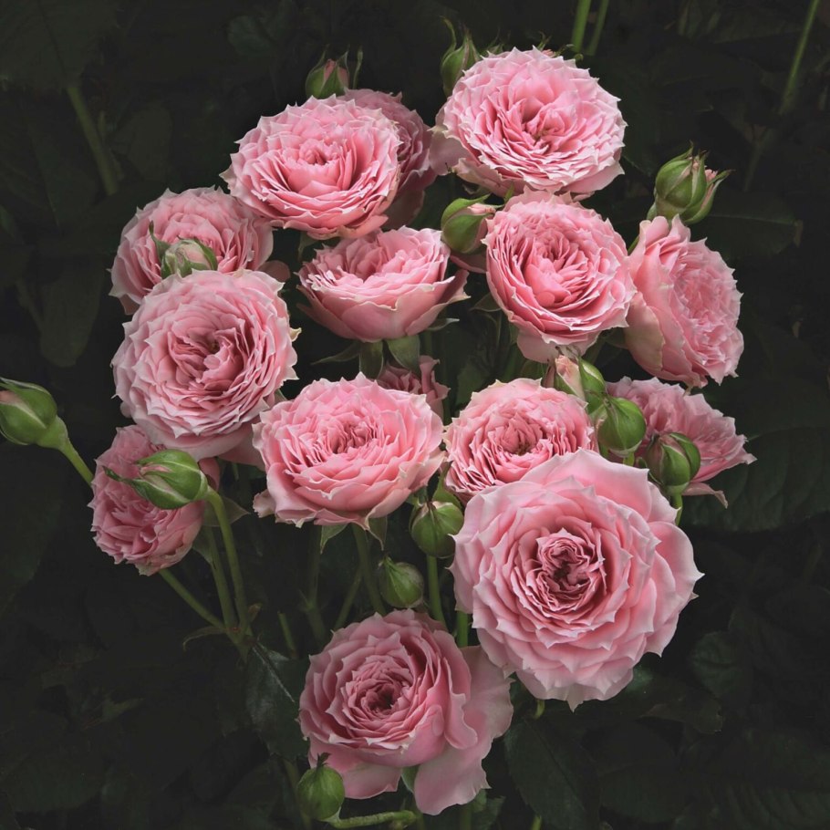 Роза Лила Уандер Парковая видео