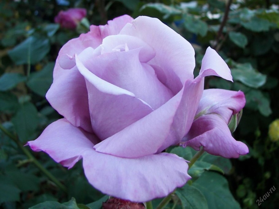 Чайно-гибридные розы зи-си