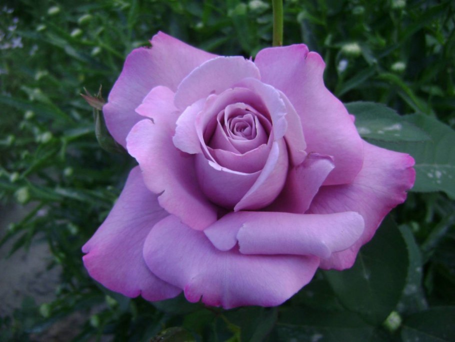 Mainzer Fastnacht роза