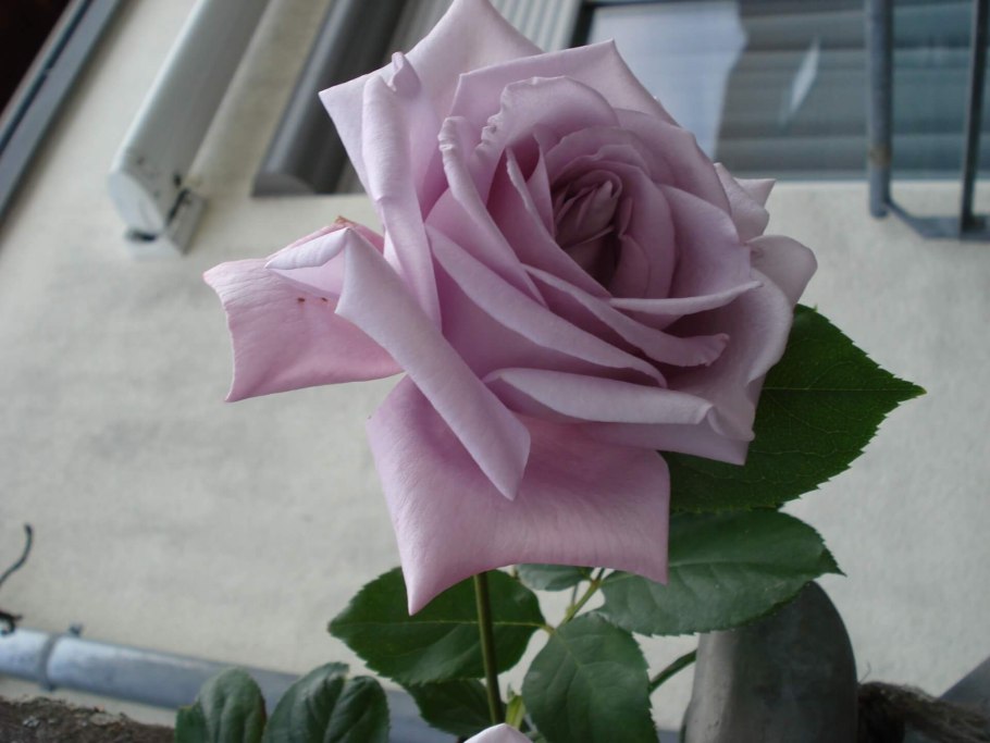 Майзер роза энциклопедия