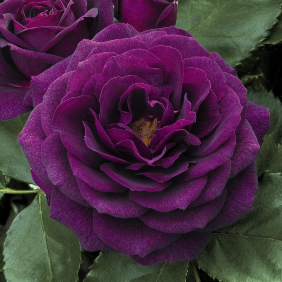 Роза флорибунда эбб тайд