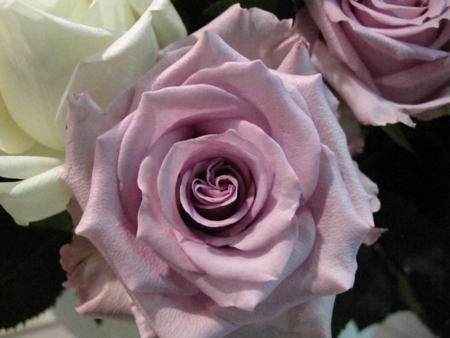 Роза Блю куин чайно-гибридная