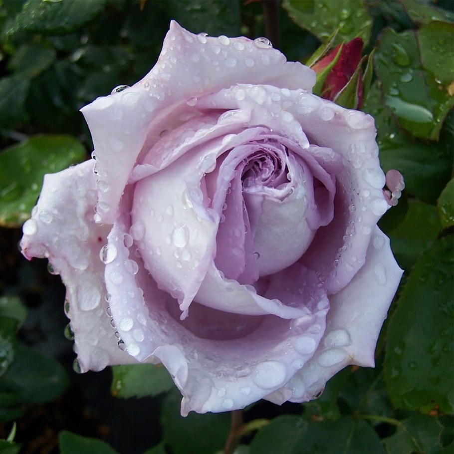 Сиреневая густомахровая роза